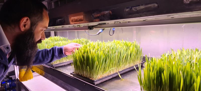 Im Container gewachsenes Gerstengras soll die Krippe füllen und die Milch verbessern