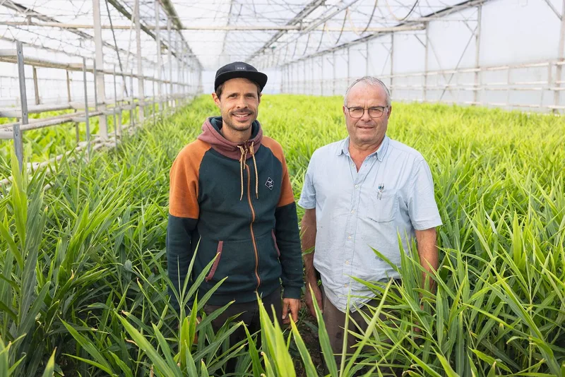 Samuel und Stephan Müller bauen sehr erfolgreich Ingwer an. Die Gewürzpflanzemag Temperaturen von 15 und 25 Grad, aber keine direkte Sonnenbestrahlung.