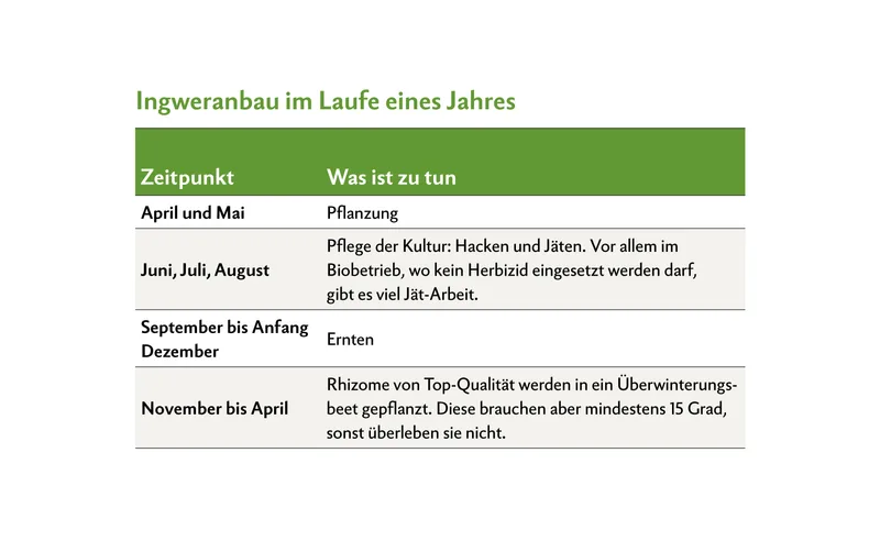 Stephan Müller baut gemeinsam mit seiner Familie Ingwer asiatischer und südamerikanischer Herkunft an. Aktuell befinden sie sich mitten in der Erntezeit.