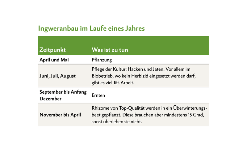 Stephan Müller baut gemeinsam mit seiner Familie Ingwer asiatischer und südamerikanischer Herkunft an. Aktuell befinden sie sich mitten in der Erntezeit.