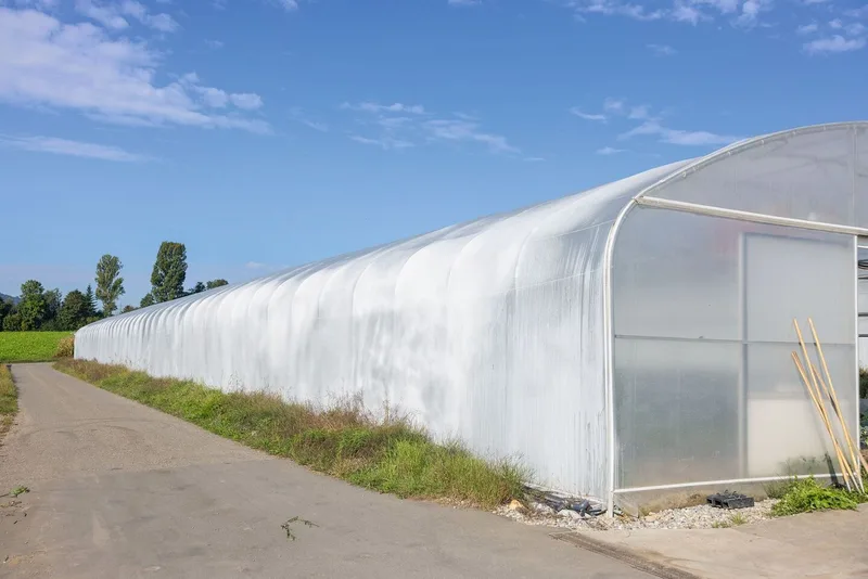 «Eine erfolgreiche Ingwer-Kultivierung gelingt bislang nur im geschützten Anbau im Folientunnel. Das Glashaus eignet sich weniger, weil das einfallende Sonnenlicht zu hart ist.»