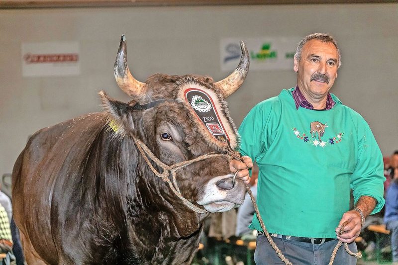 Bert Horner gefallen an seinem Stier Zibu vor allem die gute obere Linie und die schön geschwungenen Hörner.