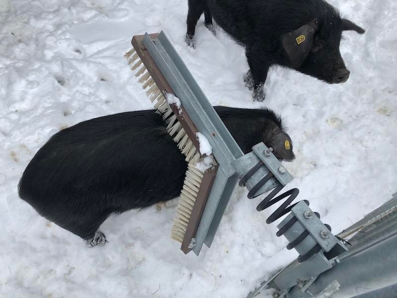 Susanne und Christian Knaus engagieren sich für alte Rassen und züchten Schwarze Alpenschweine