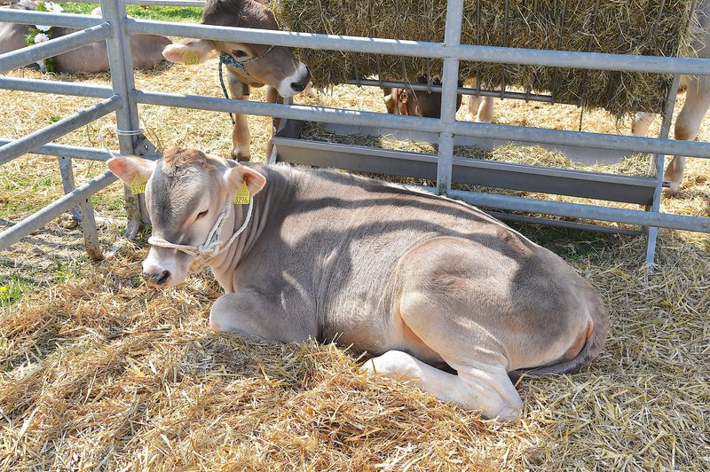 Aurelia und Bonita siegen in Rufi