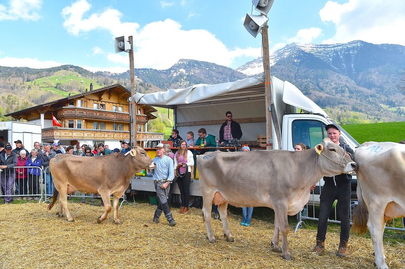 Aurelia und Bonita siegen in Rufi