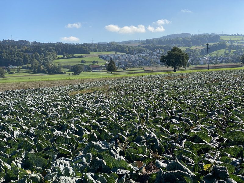 Der Kabis gedeiht prächtig in 12 Zentimeter dickem Mulch
