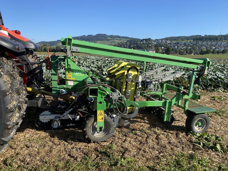 Der Kabis gedeiht prächtig in 12 Zentimeter dickem Mulch