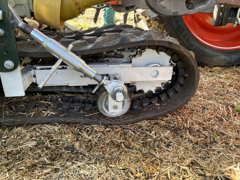 Der Kabis gedeiht prächtig in 12 Zentimeter dickem Mulch