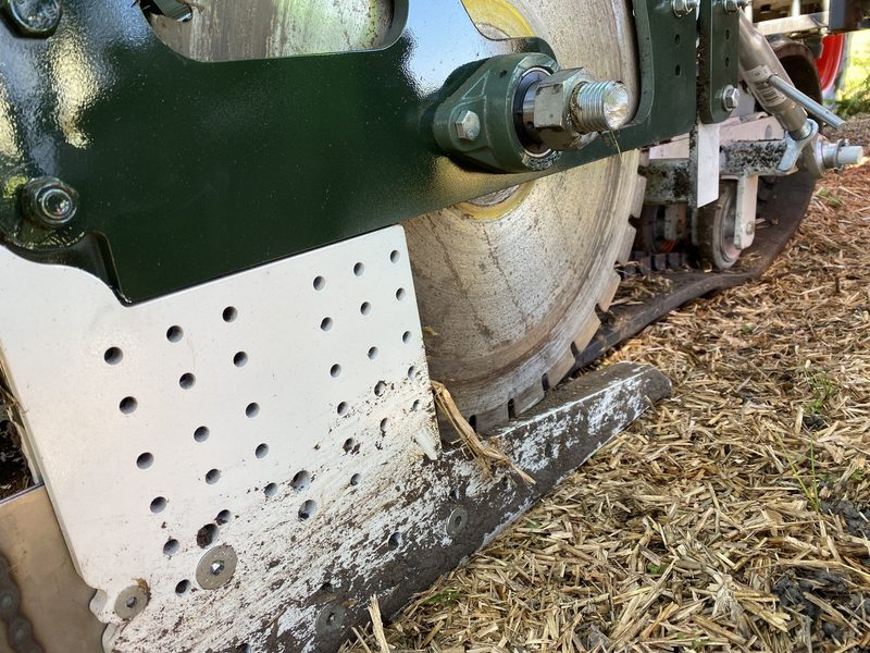 Der Kabis gedeiht prächtig in 12 Zentimeter dickem Mulch