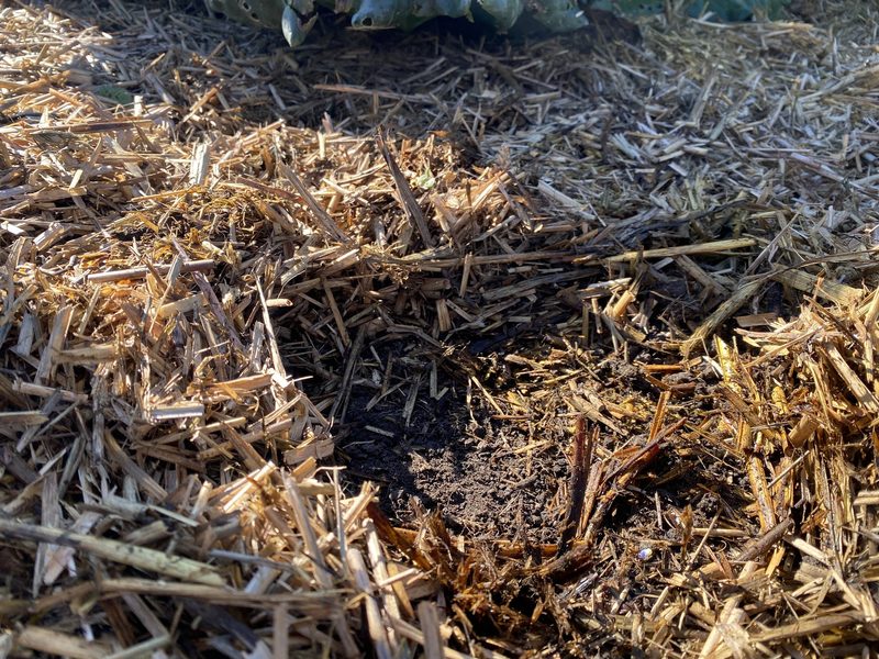 Der Kabis gedeiht prächtig in 12 Zentimeter dickem Mulch
