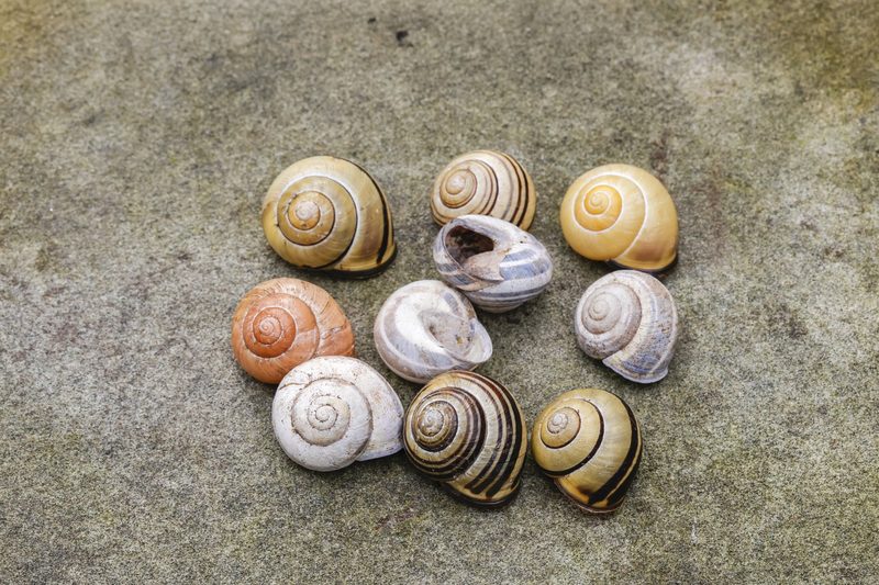 Cepaea nemoralis