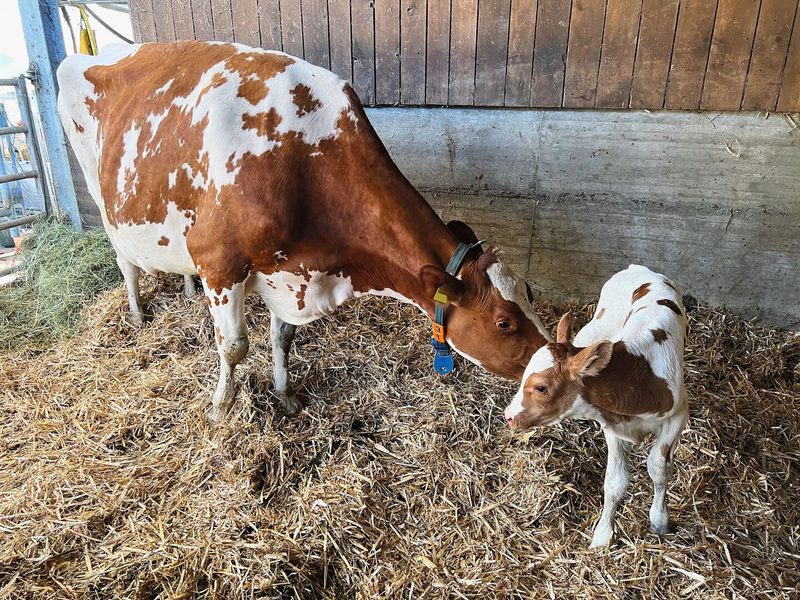 Kuh Boston schleckt ihr neugeobrenes Kalb ab.