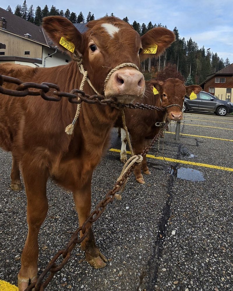 Kälbermarkt in Eggiwil: Sind die Mäster bald eine aussterbende Gattung?