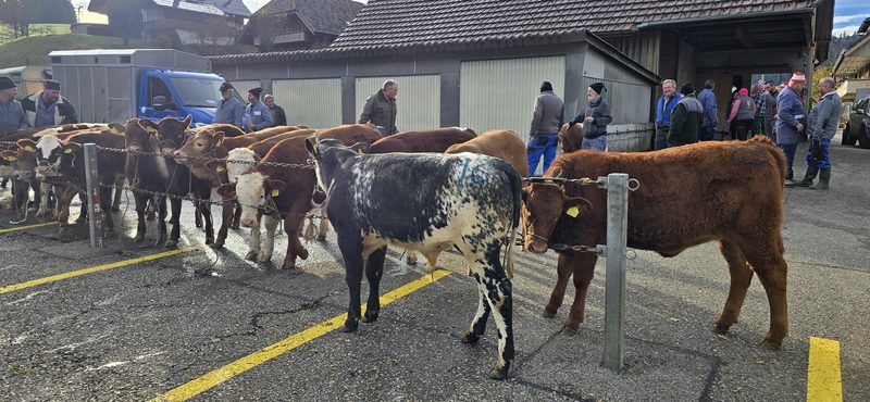 Kälbermarkt in Eggiwil: Sind die Mäster bald eine aussterbende Gattung?