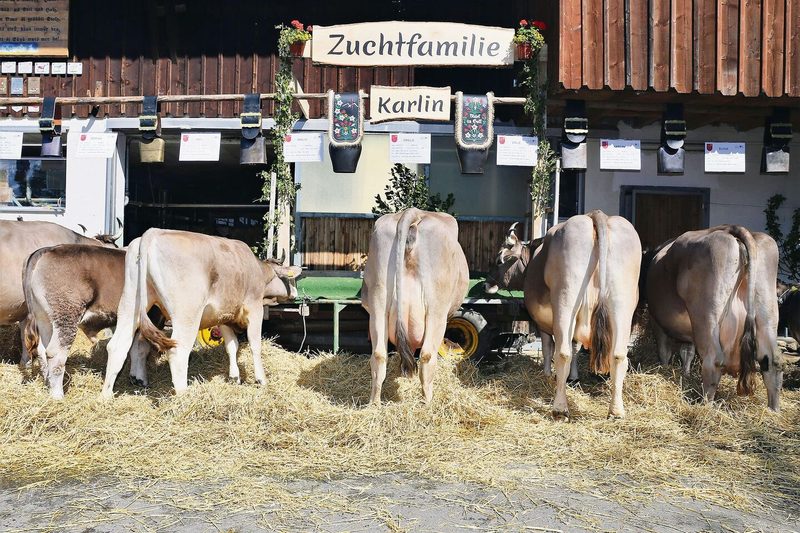 Die Töchter von Karlo Karlin von Alex Immoos erreichten mit 83 Punkten das kantonal beste OB-Ergebnis.
