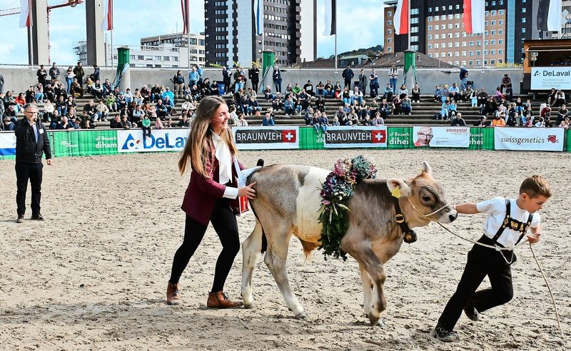 Es war ein Ziehen und Stossen: Braunvieh-Königin Alessia hilft dem Jungzüchter, den Muni Oskar aus der Arena zu befördern.