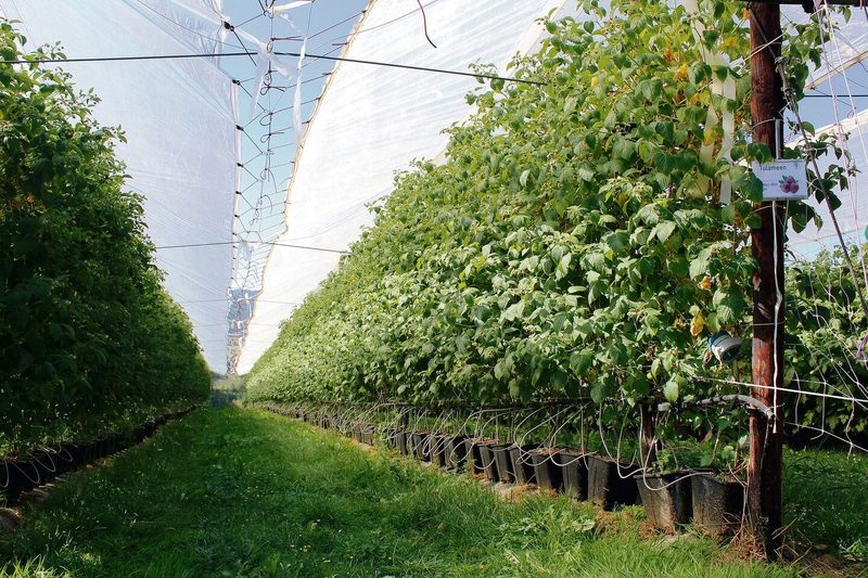 Blick auf die Beerenanlage, wo die Himbeeren im Topf wachsen, damit weniger Krankheiten übertragen werden.