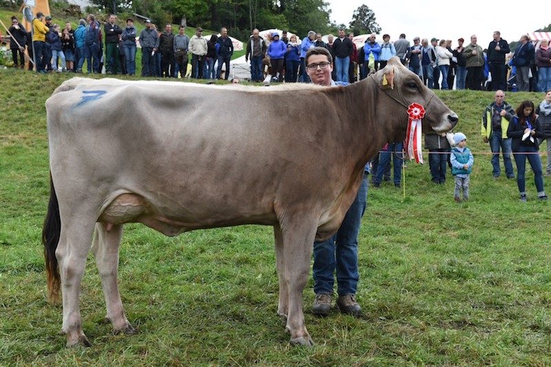 Alp Spektakel in Graubünden: Abzug, Käse und schöne Bärte