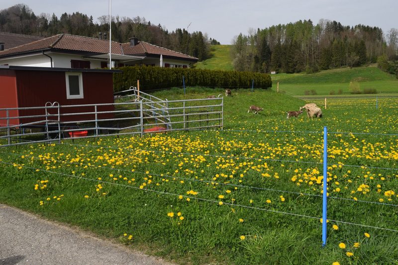 «Wir haben seither keine ruhige Nacht mehr»