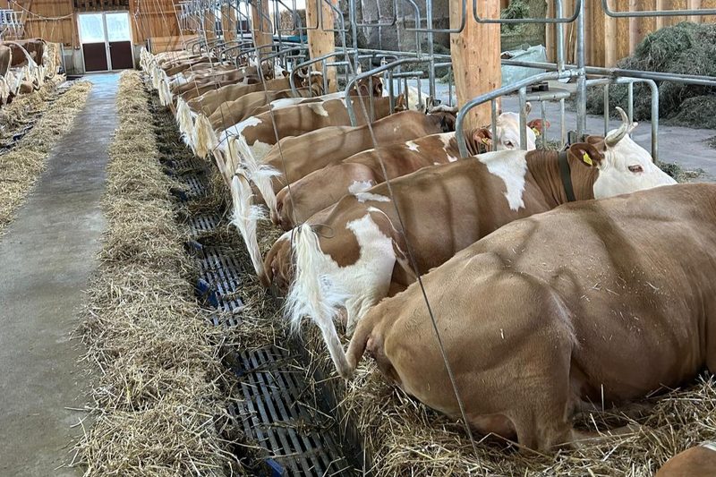 Expertin gibt Tipps für Anbindeställe: Wohlbefinden der Kühe für höhere Milchleistung optimieren