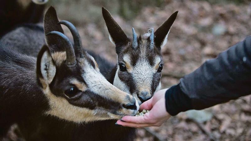 Mit Tieren auf Tuchfühlung: Einige der Vierbeiner im Zoo Alpin fressen den Besuchern Leckerli aus der Hand.