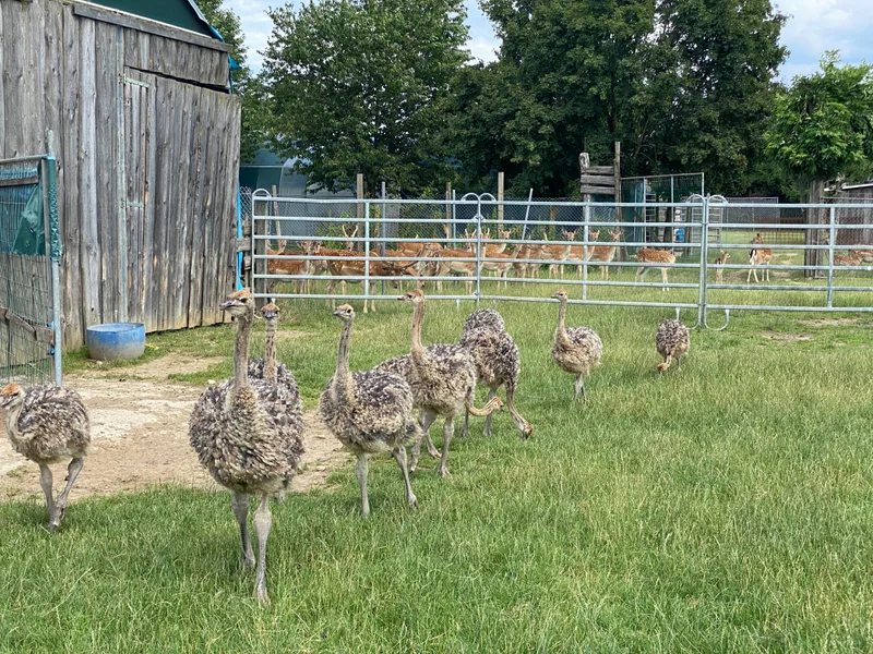Straussenfarm: Für das begehrte Fleisch gibt es selbst unmoralische Angebote