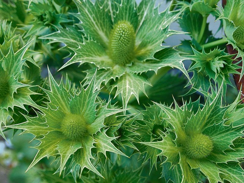 Die Elfenbeindistel Eryngium giganteum liebt sonnige und trockene Standorte. Ein Versuch mit ihr lohnt sich.