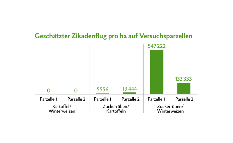 Auswirkung der Fruchtfolge 2024/2025 auf den Ausflug der Schilfglasflügel-Zikade auf sechs Versuchsparzellen im Limpachtal. Untersucht werden je zwei Parzellen mit den Fruchtfolgen Kartoffeln – Winterweizen, Zuckerrüben – Kartoffeln und Zuckerrüben – Winterweizen. Die Parzellen «Zuckerrüben – Kartoffeln Parzelle 2» und «Zuckerrüben – Winterweizen Parzelle 1» befinden sich direkt nebeneinander (Stand 2.7.2025).