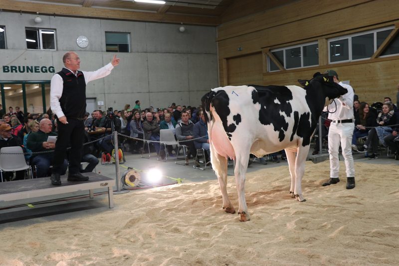 Gute Preise für gute Kühe an der Aargauer Auktion