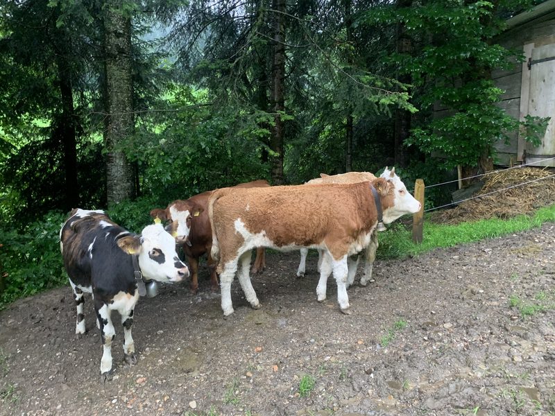 Reinrassige Fleckviehkühe geraten unter Druck