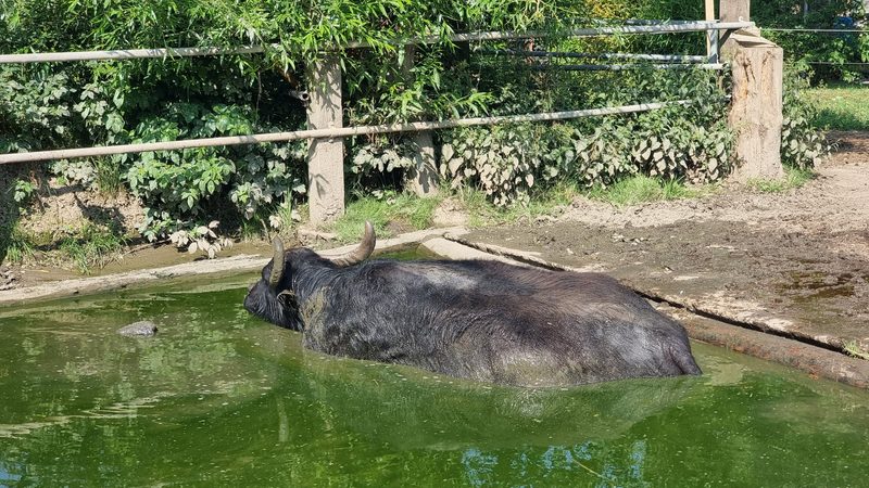 Der Hof Schufelbühl erobert mit Wasserbüffelmilch die Käseherzen