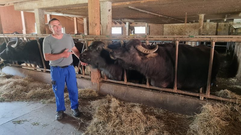 Der Hof Schufelbühl erobert mit Wasserbüffelmilch die Käseherzen