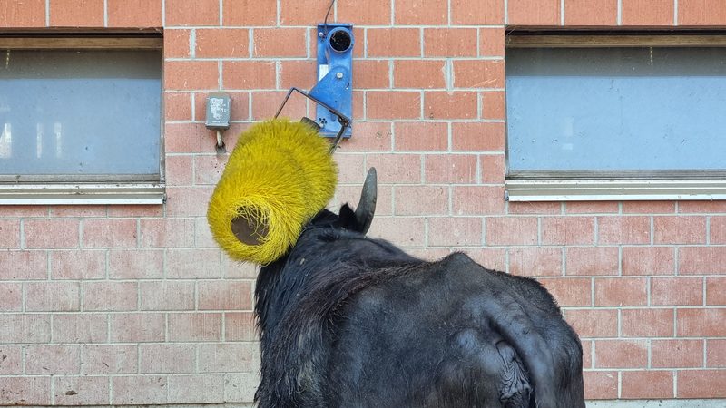 Der Hof Schufelbühl erobert mit Wasserbüffelmilch die Käseherzen