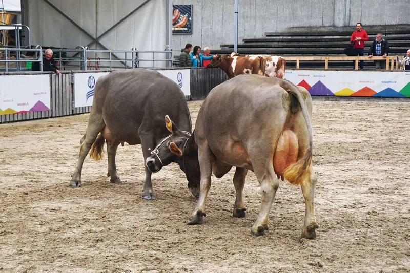 Nach dem Erkunden der Arena beginnen einige der Kühe, miteinander zu kämpfen. So klären die Tiere ihre Rangordnung untereinander.