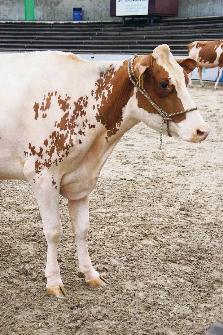 Gesunde Kühe erkennt man unter anderem am wachen Blick und dem aufmerksamen Ohrenspiel.