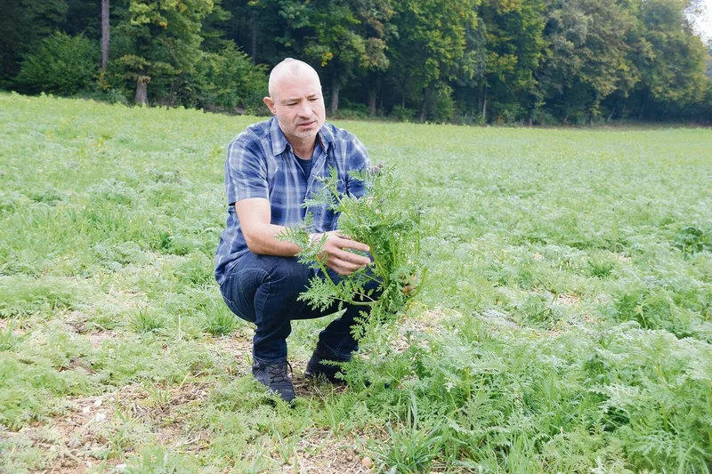 Daniel Zürcher aus dem solothurnischen Kleinlützel gehört zu den Landwirten, die überzeugt sind vom Humusprojekt ihres Wohnkantons. Dank Gründüngungen nimmt der Humusverlust auf seinem viehlosen Betrieb nicht weiter zu. Das Ressourcenprogramm Humus ist 2017 gestartet und dauert sechs Jahre.