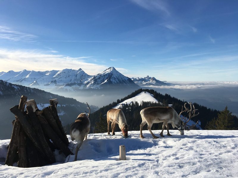 Schweizer Rentiere als Weihnachtsstars