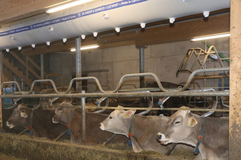 Braunvieh-Fans: Die Familie Niederberger züchtet auf viel Milch und schöne Euter