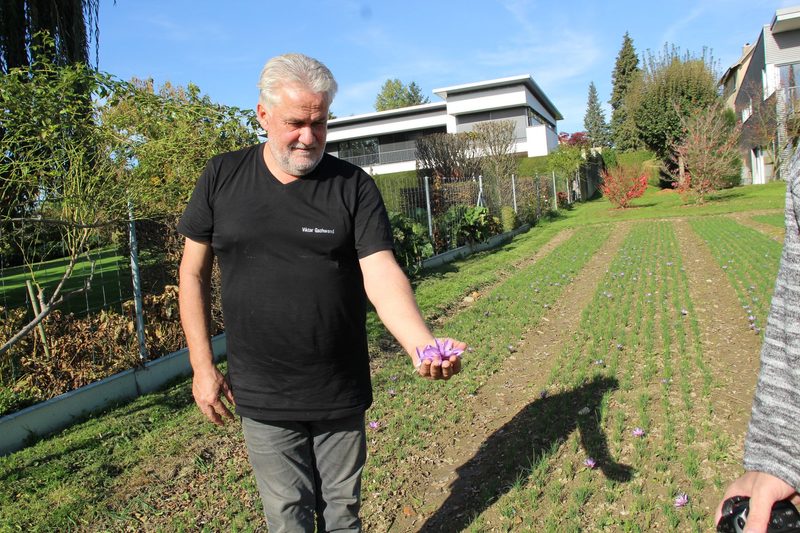 Das rote Gold vom Feld: Viktor Gschwend versucht sich am Safrananbau