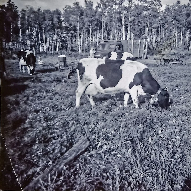 Die ersten Kühe auf der Farm der Familie Stamm. Im Hintergrund ist Helen zu sehen, die kleine Schwester der Autorin.