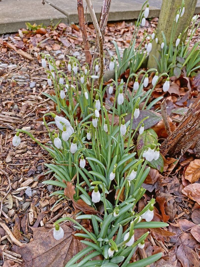 Im Garten gehören die Schneeglöckchen zu den ersten Vorboten des Frühlings.