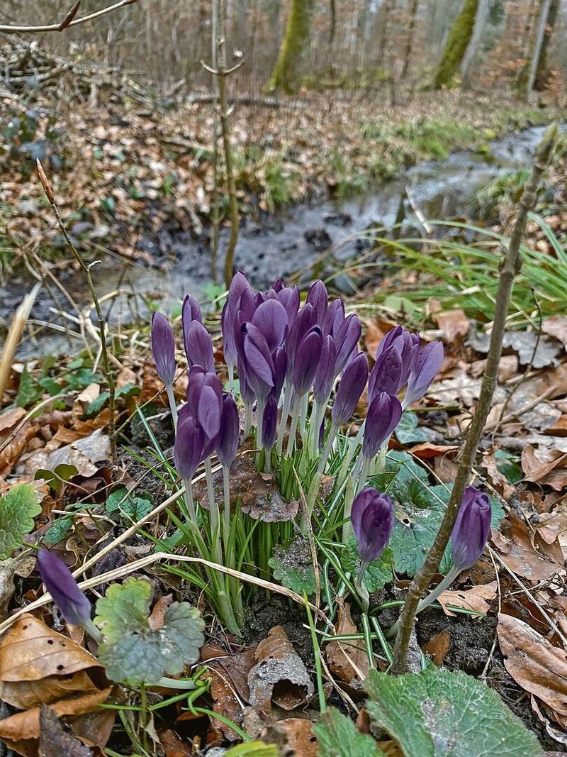 Erste Frühblüher setzen farbige Akzente auf den noch ziemlich tristen Waldboden.