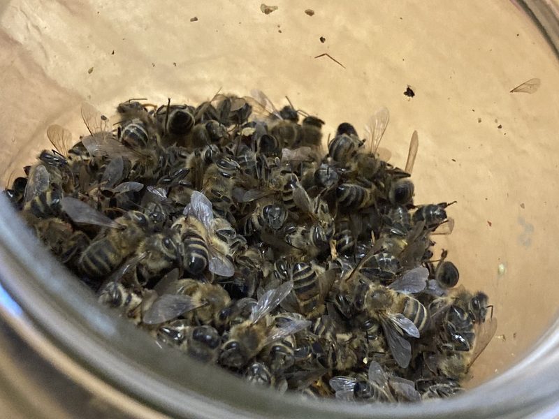 Vergiftung in Schnottwil: Biozide können Bienen töten – auch ausserhalb des Ackerbaus