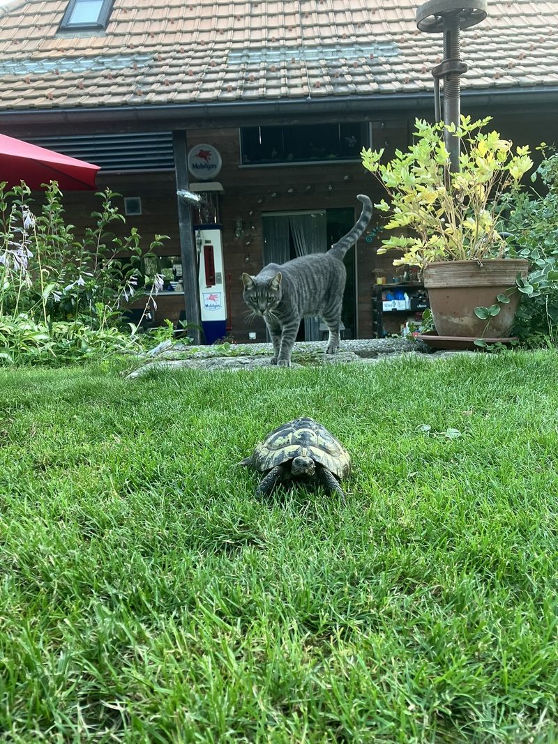 Warum Schildkröten flüchten und Kühe freiwillig in den Stall zurückkehren