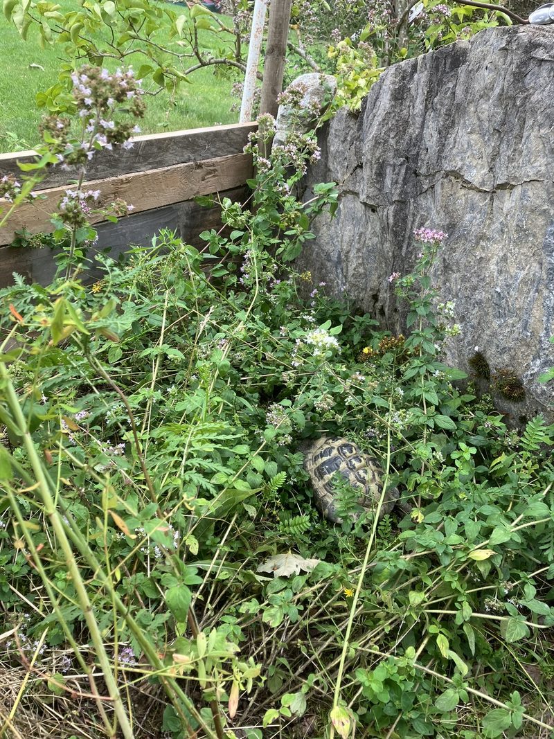 Warum Schildkröten flüchten und Kühe freiwillig in den Stall zurückkehren
