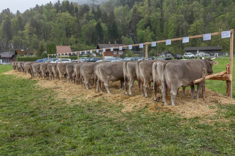 Stierenexperte Franz Winterberger tritt nach zwölf Jahren zurück