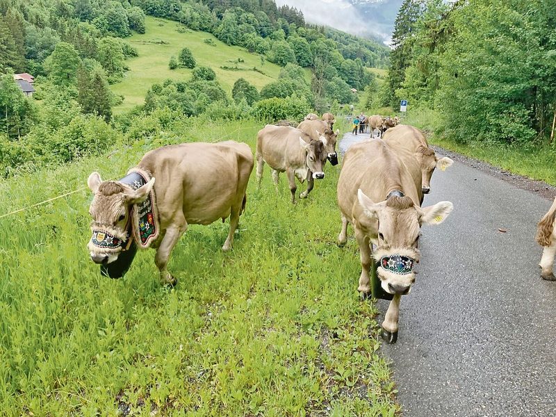 Im Juni geht es mit den Kühen z Alp.