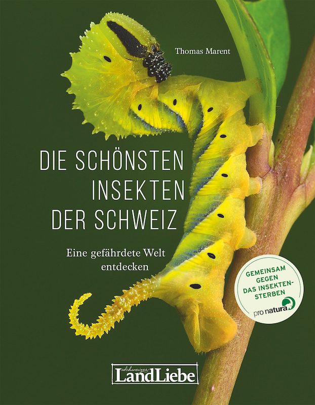 Buchtipp: Die kleine Welt der Insekten im Grossformat entdecken