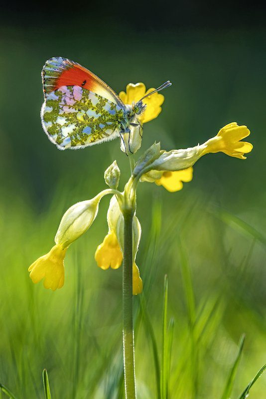 Buchtipp: Die kleine Welt der Insekten im Grossformat entdecken