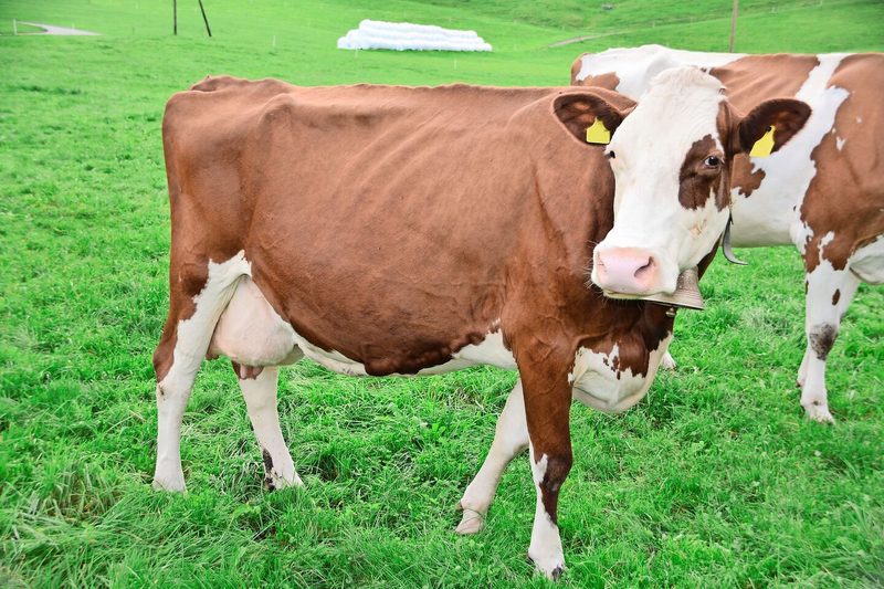 Zwölf Jahre alt und immer noch in Topform: Longfield Amor Holiday (55 55 98/EX 90).
